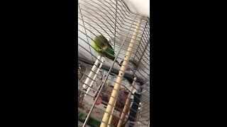 Budgie sleeping