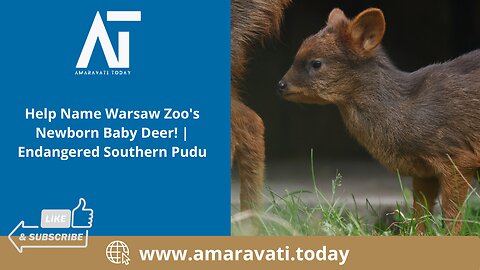 Help Name Warsaw Zoo's Newborn Baby Deer! Endangered Southern Pudu | Amaravati Today