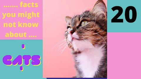 Amazing Facts You Might Not know About Cats - Part 20 of 25