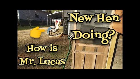 How is Mr. Lucas New Hen Doing? - Ann's Tiny Life