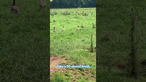 Self-Care: Take a 30 Second Nature Break #ducks #creek #pasture #naturebreak #selfcare