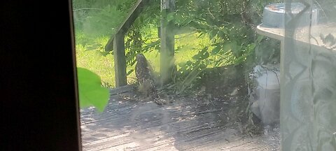 Hawk Off Our Back Deck 6-16-24