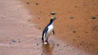 Catching a glimpse of the world's rarest penguin