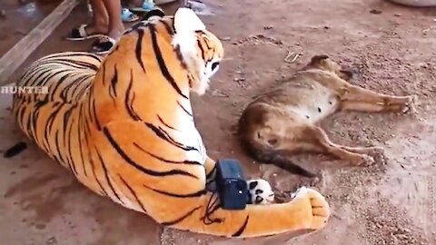 Big Fake Tiger vs Prank Dogs