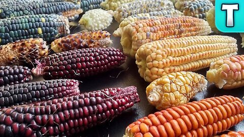 I Created My Own Corn Varieties and You Can Too!