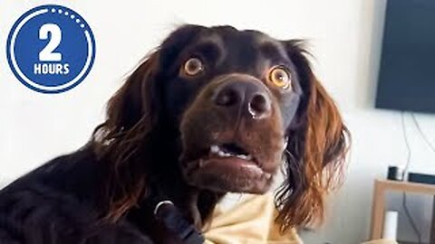 CLASSIC Dog Videos! 🐶 🤣 | FUNNY Clips