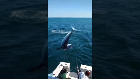 JUMPING MAKO SHARK 🤯 (/IG cameronsinclair06) #fishing #shark #mako #tuna #marlin #boat #outdoors