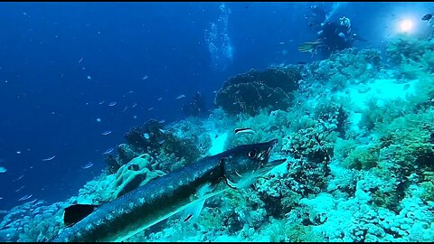 diving into the waters of Egypt