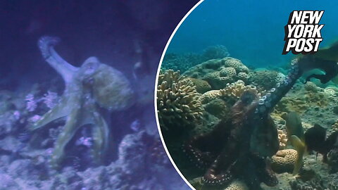 Octopuses punch fish in under-the-sea slapfest