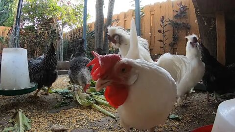 Backyard Chickens Eating Greens Lettuce Celery Sounds Noises Hens Clucking Roosters Crowing!