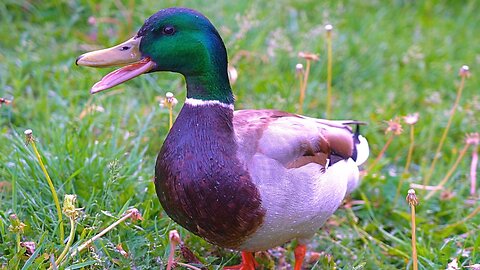 Some Mo' Drakes Go Quack! Mallard Ducks