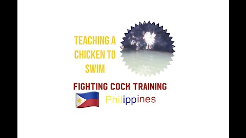 Chicken Swimming Fighting Cock Training Philippines