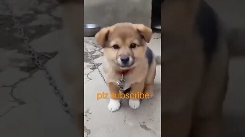 dog funny video