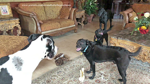 Great Danes and Friends Argue About The Same Toy