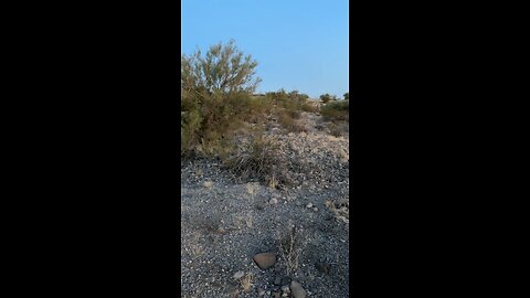 Sneaking In on Mule Deer