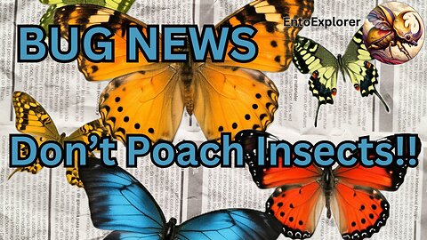 Bug News - Insect Poachers Pinched. Here Is How To Collect Legally