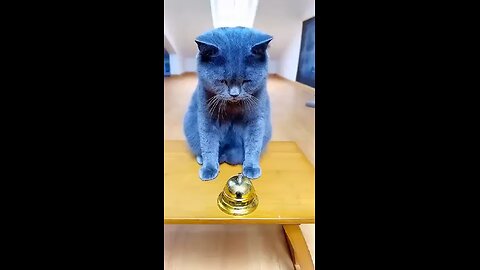 Funny Cat Video