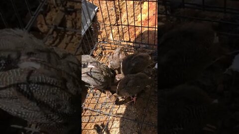 Guinea fowl keets pecking the ground for the first time! Day 12 With Sound On - 7 weeks old