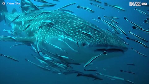 Squalo balena, il gigante buono del mare