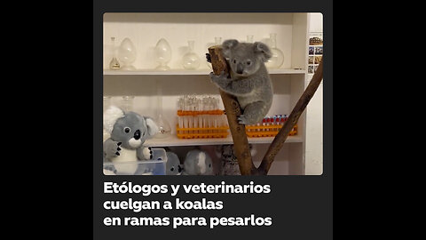 Para evitar que los koalas se estresen al pesarlos, los cuelgan de ramas colocadas sobre una báscula