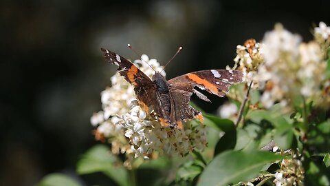 Red Admiral Butterfly Drinking Nectar from White Flowers in Slow Motion