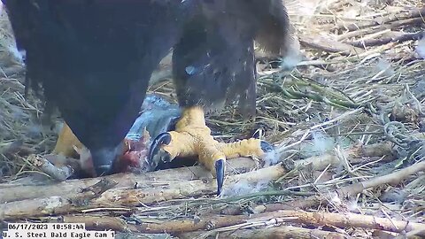 USS Bald Eagle Cam Eaglet Hop Pulls out Huge Fish Hook 6.17.23 10:58:44