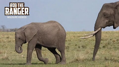 Elephants On The Move | Lalashe Maasai Mara Safari