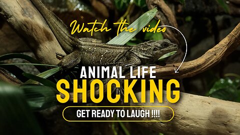 Animal Videos | Videos that will make you laugh all day long