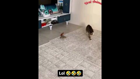 See how the cat chased the cat🤣 amazing video