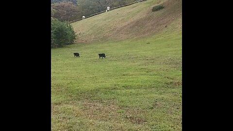 Cats Nyan At The Park! #fyp #cats #shorts #shortsfeed #animals #catvideos