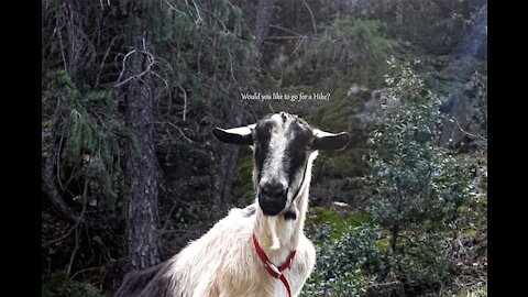 Goat Packing Marble Mt. Wilderness