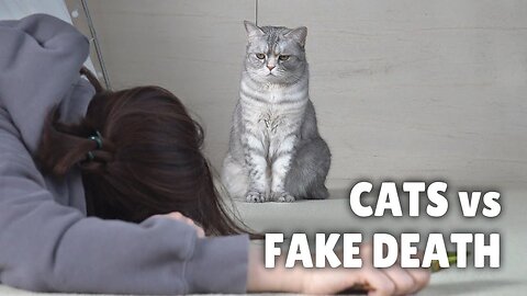 Cats vs Fake Death