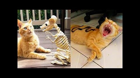 "Funny animal videos to lift your spirit and take away stress!