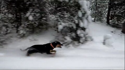 Four mile uphill run pacing a snowmobile