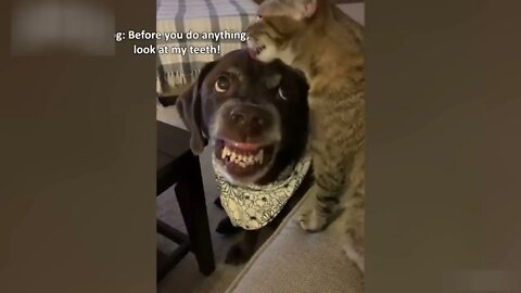 Funny+Dog+and+Cat+videos+that+Make+Me+Laugh