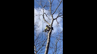 12/3/2021 Robbie Gallo of Gallo Tree Service