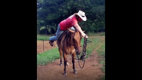 Allie the Wonder Horse is Easy to Bridle