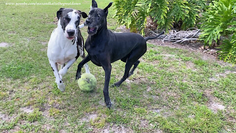 Funny Great Danes Argue Over Jumbo Tennis Ball