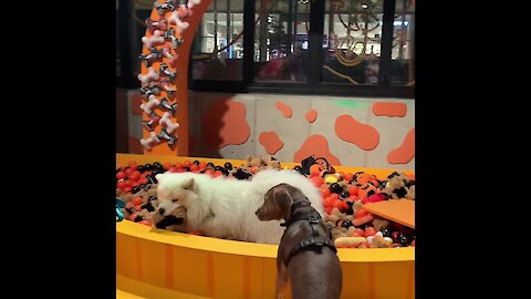 Samoyeds dress up for doggy Halloween party