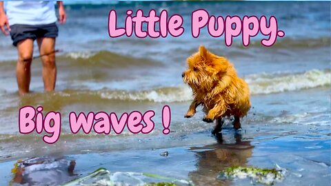 Big waves for a little puppy!