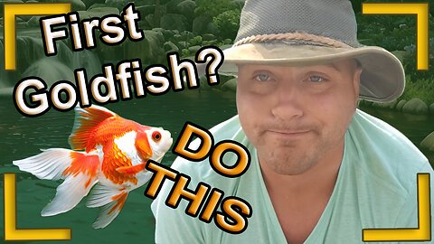 How to get started with your first goldfish