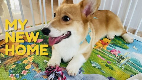 Shinji The Corgi- My First Grooming and New Home.