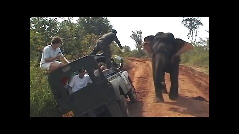 Elephant encounter. When elephant charging & chasing.