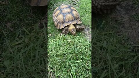 Tortellini the Tortoise Timelapse Dinner #shorts #sulcata #sulcatatortoise #tortoise #greengrass