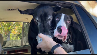 Happy Great Danes Love Their Culvers Pup Cup Treat