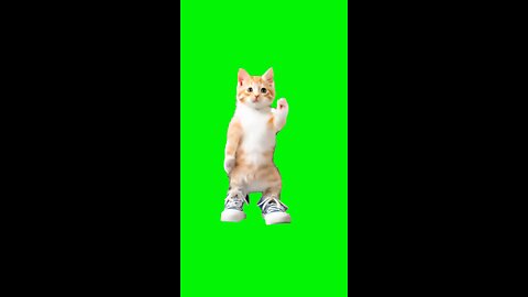 Honking Cat Dance | Green Screen