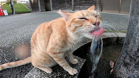 Stray cat drinking tap water only "Excuse me, I want to drink some water so turn the faucet on."