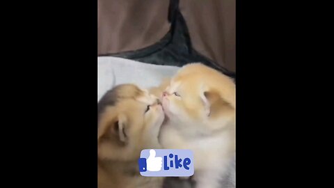 so_beautiful_Little_kittens_love_🙈🙈😱