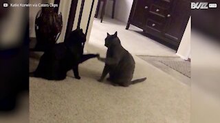 Felines' hilarious "high five" greeting