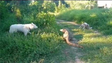 Un lézard géant gifle un chien